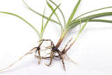 Cyperus Rotundus