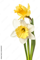 Narcissus Bulb Extract