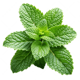 Spearmint